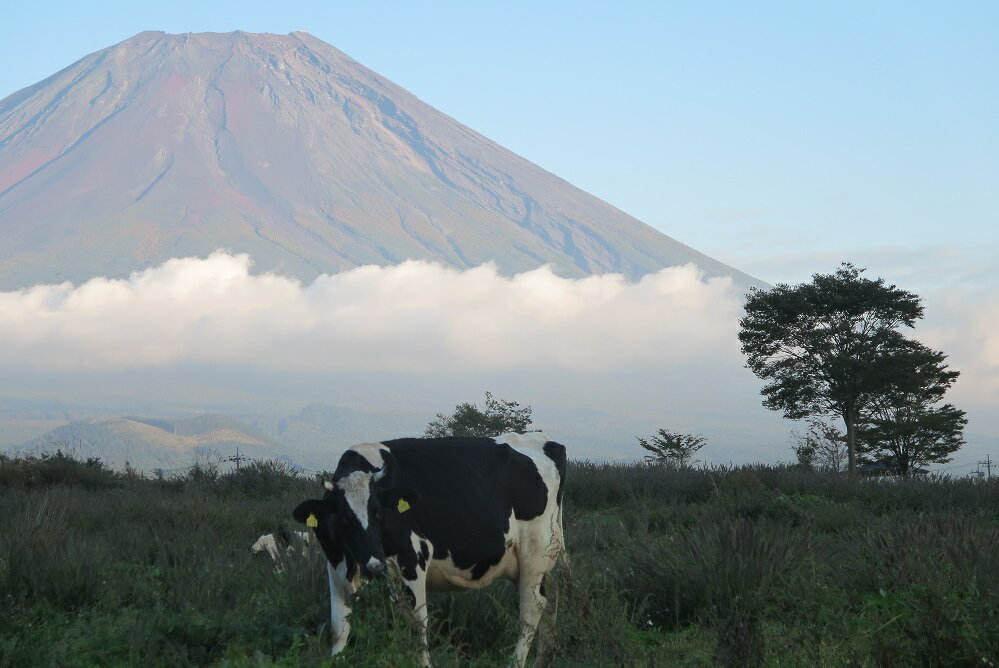 【ふるさと納税】 【定期便】富士山プレミアム牛乳1リットルパック（3本セット×8回） FAT004