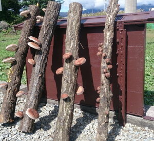 21年 7月版 山梨県のふるさと納税 返礼品ランキング ふるさと納税 Tax 21年 7月版 山梨県のふるさと納税 返礼品ランキング ふるさと納税 Tax