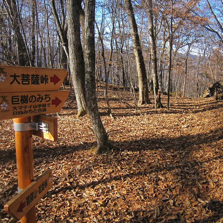 【ふるさと納税】【返礼品なし】多摩川の水源林を歩く登山道整備支援金＜小菅村応援寄附金5,000円＞