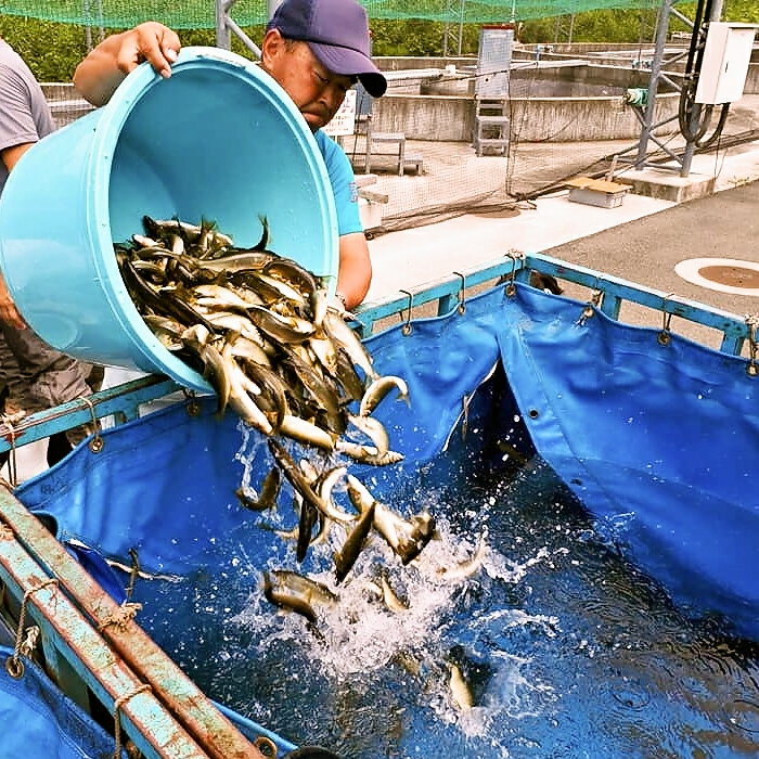 【ふるさと納税】【2026年分】年間遊漁券 アユ釣り 男性