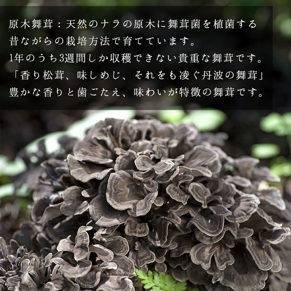 �ڤդ뤵��Ǽ�ǡۡ����ͽ���ð�Ȼ�¼����������500g+�������楻�å� 2026ǯ�������缡ȯ��ͽ��