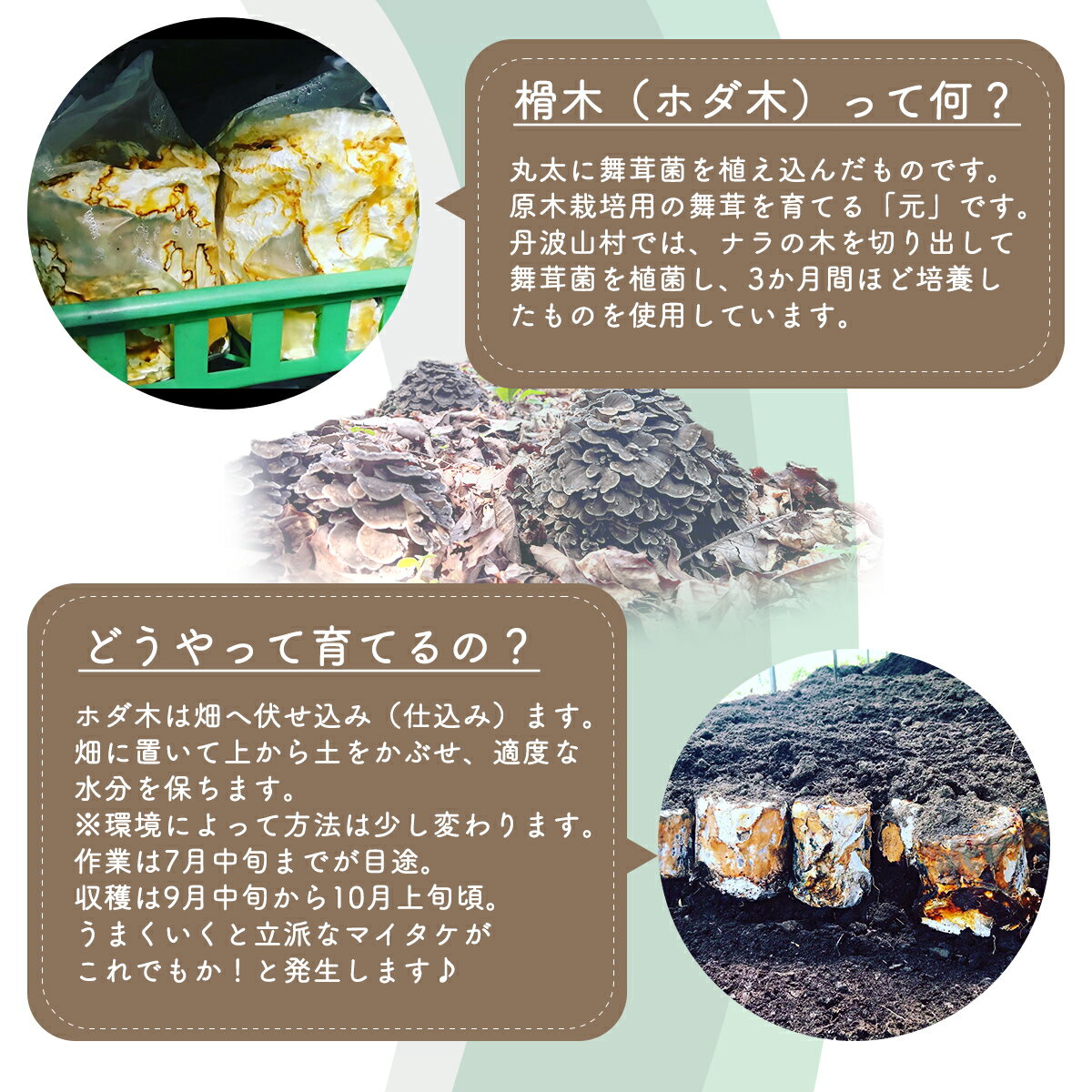 【ふるさと納税】【村に取りに来られる方限定】丹波山村の原木舞茸のほだ木販売 10本 原木舞茸を自分で育ててみませんか