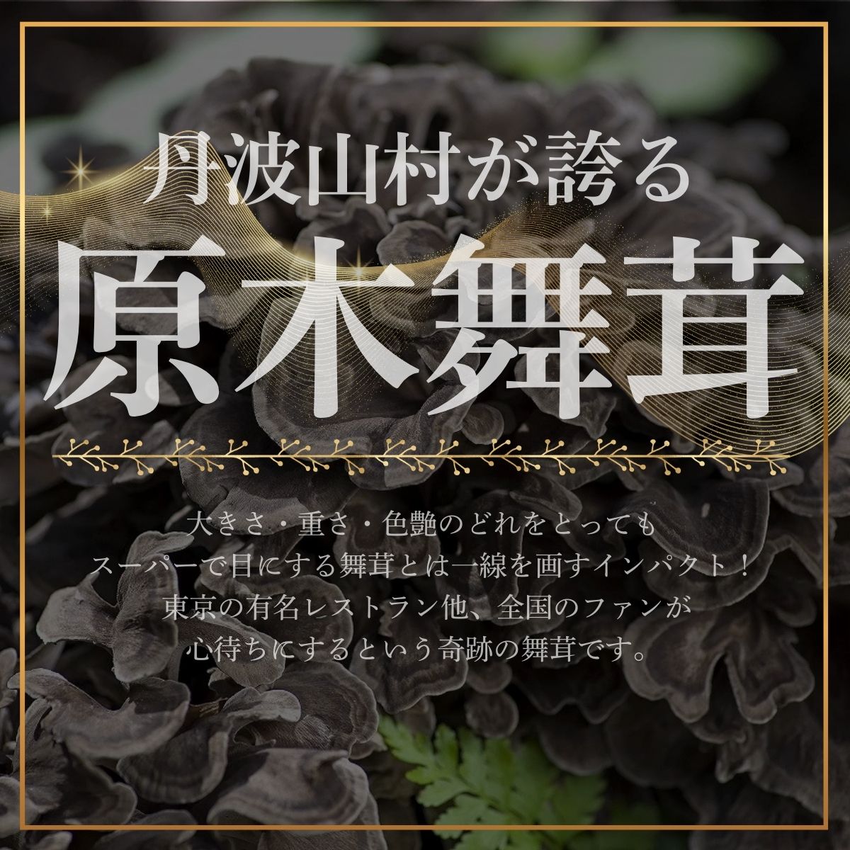 【ふるさと納税】【2026年発送分先行予約】訳あり 丹波山村産 原木舞茸 約1kg 2026年秋頃より順次発送予定 / 丹波山名産 希少 無農薬 無添加 舞茸 まいたけ わけあり 規格外 正規品より若干小振り 原木栽培 きのこ キノコ 産地直送【tab0240】