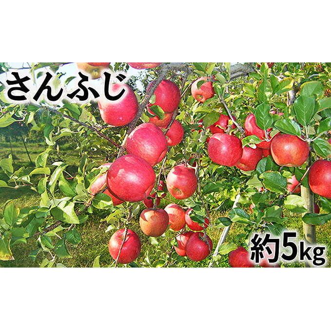 【ふるさと納税】【2019年度産】さんふじ家庭用5kg　【果物類・フルーツ・リンゴ・林檎】　お届け：2019年12月10日〜2020年2月29日