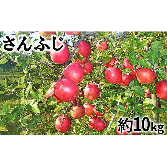 【ふるさと納税】【2019年度産】さんふじ家庭用10kg　【果物類・フルーツ・リンゴ・林檎】　お届け：2019年12月10日〜2020年2月29日