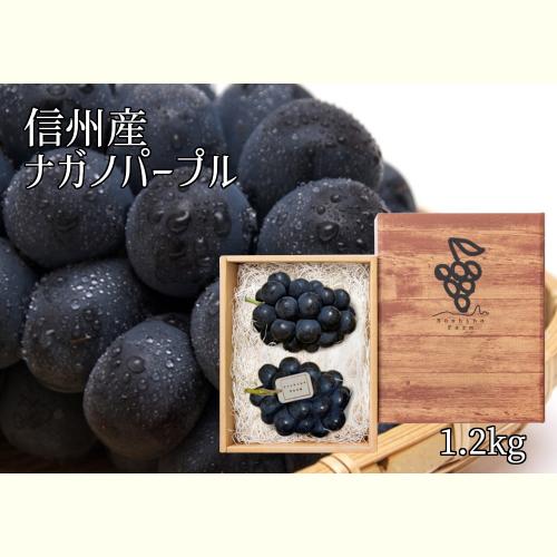 【ふるさと納税】【2022年先行予約】皮ごと食べられる＜信州産ナガノパープル＞ 約1.2kg（2〜3房）9月　随時配送　【果物・ぶどう・フルーツ・信州産・ブドウ・ナガノパープル・約1.2kg】　お届け：2022年9月上旬〜9月下旬･･･