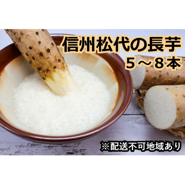 【ふるさと納税】信州松代の長芋　調理しやすい食べきりサイズ5～8本入り　【野菜・根菜・長芋】　お届け：2023年11月20日～2024年8月31日