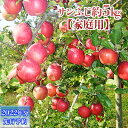 【ふるさと納税】【2022年12月〜3月発送】長野市産サンふじ家庭用 約5kg　※オンライン決済限定　【果物類・林檎・りんご・リンゴ】　お届け：2022年12月10日〜2023年3月22日･･･