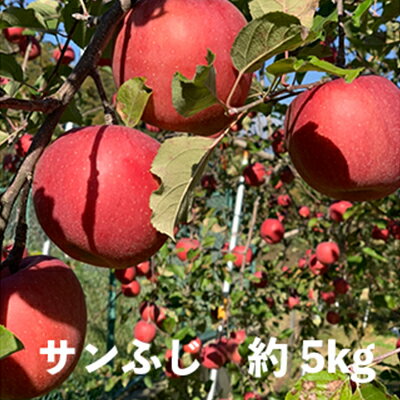 長野市産 サンふじ 約5kg(13～16玉）　【果物・フルーツ・サンふじ・約5kg・りんご・リンゴ】　お届け：2024年12月～2025年2月15日