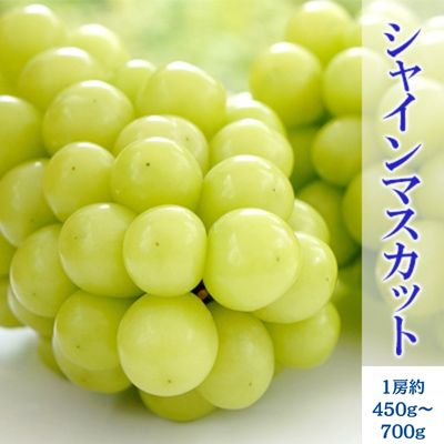 【ふるさと納税】【2023年9月下旬より順次発送 先行予約】長野市産シャインマスカット 1房　約450g〜700g程度　【 果物 ぶどう フルーツ デザート 食後 おやつ 長野県産 種無し 皮ごと 発送日 朝 収穫 採れたて 直送 】　お届け：2023年10月30日までのサムネイル