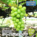 【ふるさと納税】【2023年発送 先行予約】長野市産シャインマスカット4〜5房（約2kg）　【 果物 ぶどう フルーツ デザート 食後 おやつ 早朝収穫 採れたて 新鮮 当日発送 長野県産 信州 】　お届け：2023年9月下旬〜10月中旬･･･