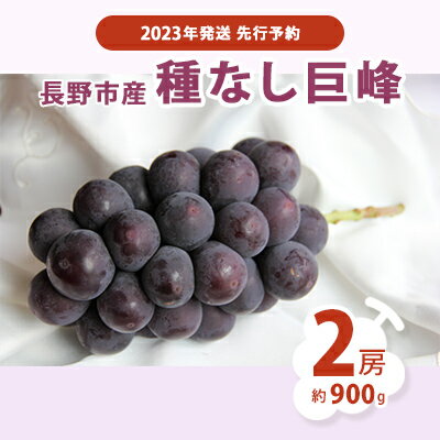 【ふるさと納税】【2023年発送 先行予約】長野市産　種なし巨峰2房（約900g）　【 果物 ぶどう フルーツ デザート 食後 おやつ 長野県産 信州 採れたて 新鮮 当日発送 】　お届け：2023年9月上旬〜中旬･･･