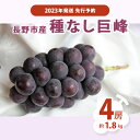 【ふるさと納税】先行予約 長野市産　種なし巨峰4房（約1.8kg）2023年発送　【 果物 ぶどう フルーツ デザート 食後 おやつ 長野県産 信州 採れたて 新鮮 当日発送 】　お届け：2023年9月上旬〜中旬･･･