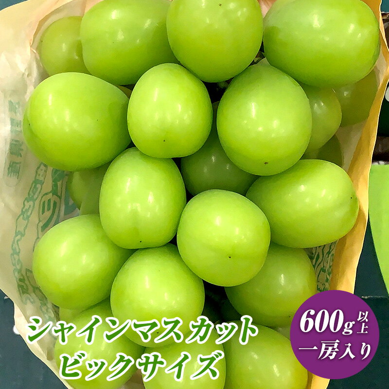 【ふるさと納税】ぶどう 先行予約 長野市産 シャインマスカット ビックサイズ 一房入り 600g以上 葡萄 ブドウ 果物 フルーツ デザート おやつ 信州 大房 大粒 上品な香り 2024年秋発送頃　 長野市 　お届け：2024年9月中旬～10月上旬頃のサムネイル