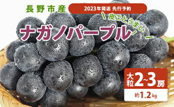 【ふるさと納税】【2023年発送 先行予約】長野市産ナガノパープル 皮ごとうまい！大粒2〜3房（約1.2kg）　【 果物 ぶどう フルーツ デザート 食後 長野県産 信州 種なし 皮ごと 大粒 さわやか 】　お届け：2023年9月中旬〜10月中旬･･･ 画像1