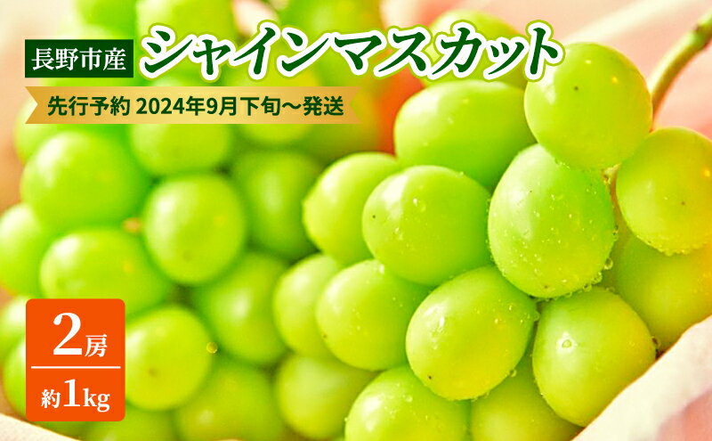 【ふるさと納税】ぶどう 先行予約 長野市産 シャインマスカット 2房 約1kg 朝採り 葡萄 ブドウ フルーツ 果物 シャイン マスカット デザート おやつ 信州 2024年秋発　【 長野市 】　お届け：2024年9月下旬～10月上旬