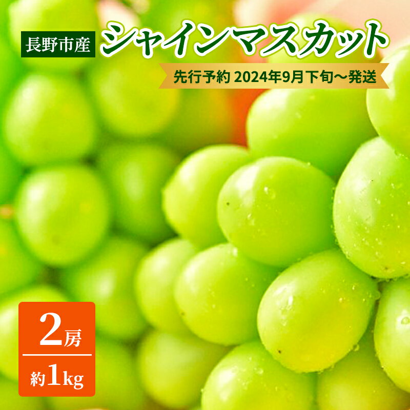 ぶどう 先行予約 長野市産 シャインマスカット 2房 約1kg 朝採り 葡萄 ブドウ フルーツ 果物 シャイン マスカット デザート おやつ 信州 2025年秋発 お届け:2025年9月中旬〜10月上旬