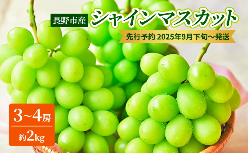 【ふるさと納税】ぶどう 先行予約 長野市産 シャインマスカット3～4房 約2kg 朝採り 葡萄 ブドウ フルーツ 果物 シャイン マスカット デザート おやつ 信州 2025年秋発 　お届け：2025年9月中旬～10月中旬