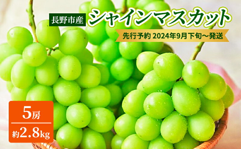 【ふるさと納税】ぶどう 先行予約 長野市産 シャインマスカット 5房 約2.8kg 朝採り 葡萄 ブドウ フルーツ 果物 シャイン マスカット デザート おやつ 信州 2024年秋発　【 長野市 】　お届け：2024年9月下旬～10月上旬