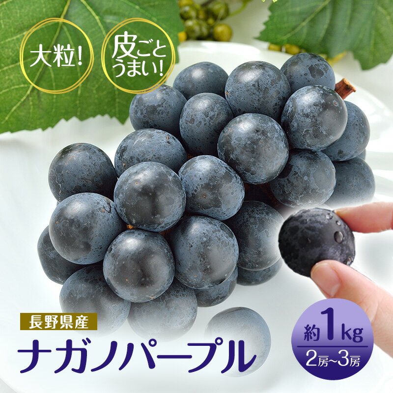 廃盤 長野市産ナガノパープル 皮ごとうまい!大粒2〜4房(約1.2kg)さらしな青果※配送不可地域あり お届け:2025年9月上旬〜9月下旬