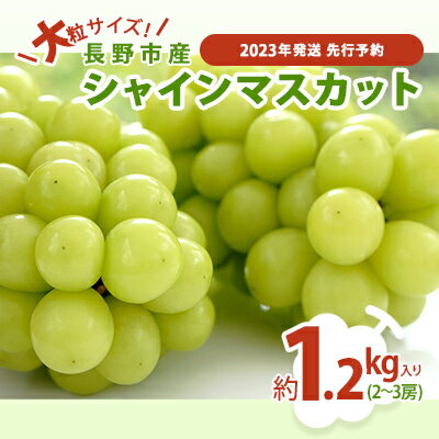 【ふるさと納税】ぶどう 先行予約 大粒 長野市産 シャインマスカット 約1.2kg入り 2〜3房 葡萄 ブドウ フルーツ 果物 シャイン マスカット デザート おやつ 信州 2023年秋発　【 長野市 】　お届け：2023年9月中旬〜10月下旬のサムネイル