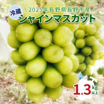 【ふるさと納税】【2025年長野県長野市産】冷蔵シャインマスカット 1.3kg以上 果物 ぶどう フルーツ デザート おやつ 食後 信州のぶどう 長野県産 高級ぶどう お届け:2025年11月15日~2025年12月30日