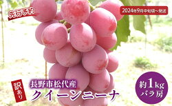 【ふるさと納税】【2023年発送 先行予約】長野市松代産 TAKANO農園 訳ありクイーンニーナ 約1kg（バラ房）　【 長野 果物類 ぶどう マスカット フルーツ ギフト 手土産 】　お届け：2023年9月中旬〜10月中旬･･･ 画像1