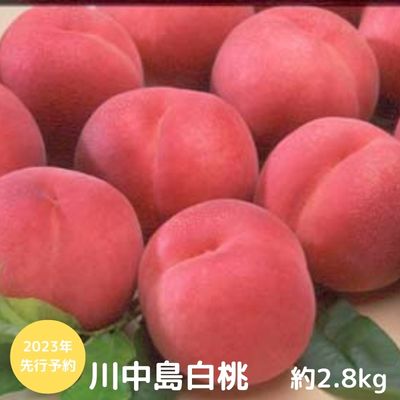 【ふるさと納税】先行予約 長野市産川中島白桃約2.8kg（糖度12度）2023年8月発送 ※オンライン決済限定　【 果物 フルーツ 食後 デザート おやつ 芳醇な香り 】　お届け：2023年8月中旬〜8月下旬･･･