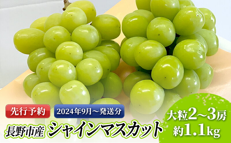 【ふるさと納税】ぶどう 先行予約 大粒 長野市産 シャインマスカット 約1.1kg入り 2～3房 葡萄 ブドウ フルーツ 果物 シャイン マスカット デザート おやつ 信州 2024年秋発　【 長野市 】　お届け：2024年9月中旬～10月下旬