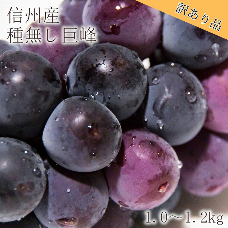 [信州長野県産]※2024年先行予約※[訳あり]種無し巨峰1.0〜1.2kg 10月より発送開始 [ 長野市 ] お届け:2024年9月下旬〜10月末