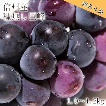 【信州長野県産】※2024年先行予約※［訳あり］種無し巨峰1.0～1.2kg 10月より発送開始　【 長野市 】　お届け：2024年9月下旬～10月末