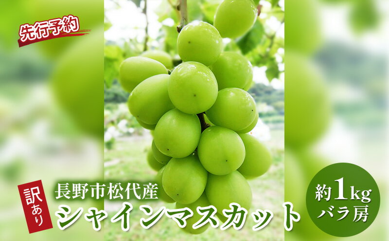 【ふるさと納税】ぶどう 先行予約 訳あり 長野市松代産 シャインマスカット 約1kg バラ房 葡萄 ブドウ フルーツ 果物 シャイン マスカット デザート おやつ TAKANO農園 信州 2025年秋発 　お届け：2026年9月下旬～10月下旬