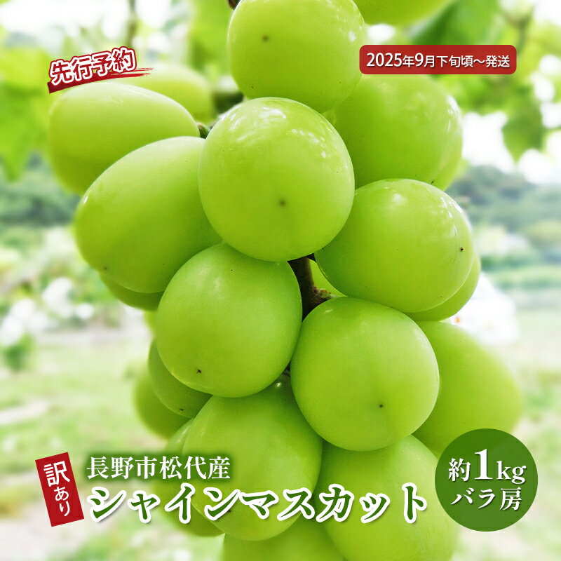 【ふるさと納税】ぶどう 先行予約 訳あり 長野市松代産 シャインマスカット 約1kg バラ房 葡萄 ブドウ フルーツ 果物 シャイン マスカット デザート おやつ TAKANO農園 信州 2023年秋発　【 長野市 】　お届け：2023年9月下旬〜10月下旬のサムネイル