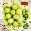 【ふるさと納税】ぶどう 先行予約 長野県産 シャインマスカッ