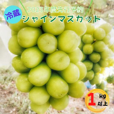 【ふるさと納税】2024年長野県長野市産冷蔵シャインマスカット　約1kg　【 長野市 】　お届け：2024年11月中旬～12月下旬