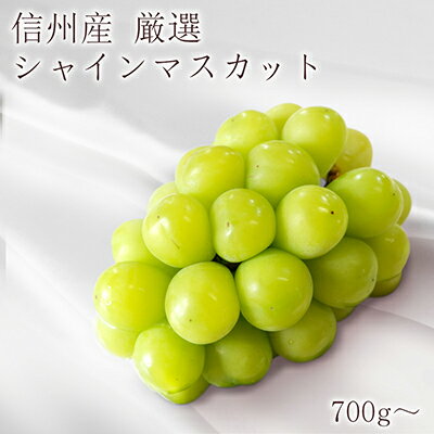 【信州長野県産】《数量限定！》※2024年先行予約※　厳選シャインマスカット　1房　【 長野市 】　お届け：2024年10月中旬～12月上旬まで