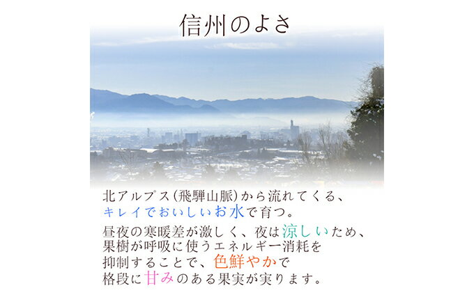 【ふるさと納税】※2024年先行予約※ 【信州長野県産】ナガノパープル1.0～1.2kg（2～3房）　【 長野市 】　お届け：2024年8月下旬～9月末まで