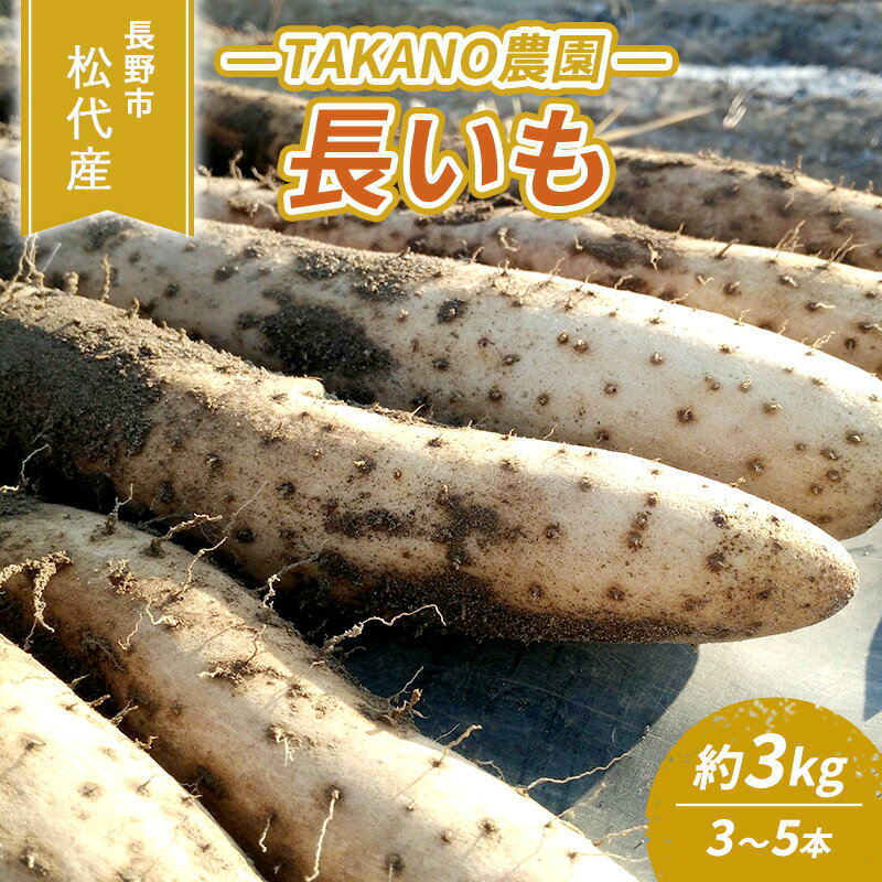 【ふるさと納税】先行予約 長野市松代産 TAKANO農園　長いも 約3kg【3〜5本】　【 野菜 根菜 長野県産 ネバネバ シャキシャキ とろろご飯 具材 食材 国産 】　お届け：2023年11月中旬〜2024年4月上旬