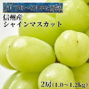 2024年先行予約 極上シャインマスカット2房　　お届け：2024年7月下旬～8月中旬