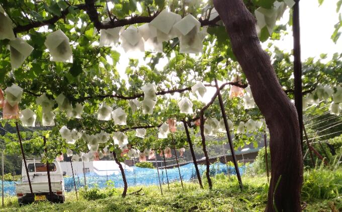 【ふるさと納税】先行予約 長野市松代産 TAKANO農園 訳ありクイーンニーナとシャインマスカット2色セット 約1kg（バラ房）2025年発送 果物 フルーツ 食後 デザート 種無し ぶどう詰め合わせ ぶどう 食べ比べ 　お届け：2026年9月下旬～10月下旬