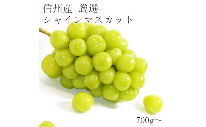 【ふるさと納税】2024年先行予約 厳選シャインマスカット700～800g以上（1房) 長野県産 　【 果物 デザート フルーツ ぶどう マスカット 宝石 パリッ 甘さ 酸味 】　お届け：2024年10月上旬～12月上旬まで