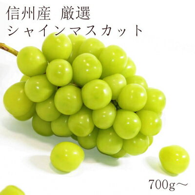 【ふるさと納税】2024年先行予約 厳選シャインマスカット700～800g以上（1房) 長野県産 　【 果物 デザート フルーツ ぶどう マスカット 宝石 パリッ 甘さ 酸味 】　お届け：2024年10月上旬～12月上旬まで