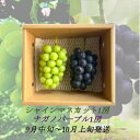 信州産ナガノパープル1房＆シャインマスカット1房　大粒＆大房　　お届け：2024年9月中旬より順次発送