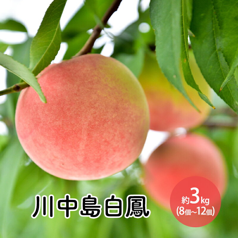【ふるさと納税】川中島白鳳約3kg（8個～12個）　長野市　お届け：2024月7月下旬～8月上旬までのサムネイル