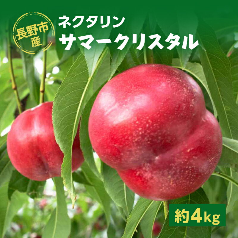 【ふるさと納税】長野市産ネクタリン「サマークリスタル」約4kg お届け:2025年7月上旬~中旬