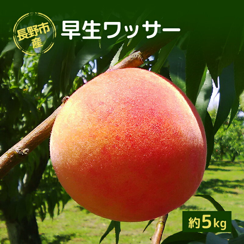 【ふるさと納税】長野市産早生ワッサー約5kg　【長野市】　お