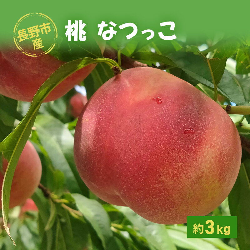 長野市産桃「なつっこ」約3kg お届け:2025年8月上旬〜中旬