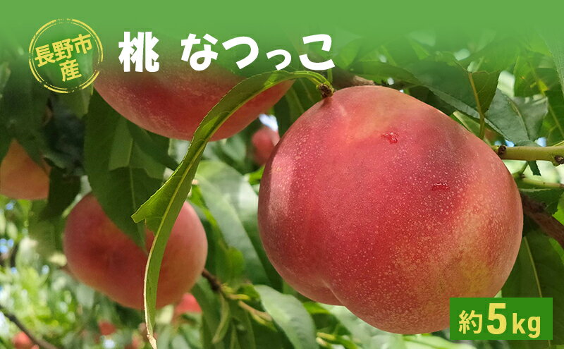【ふるさと納税】長野市産桃「なつっこ」約5kg 　お届け：2025年8月上旬～中旬