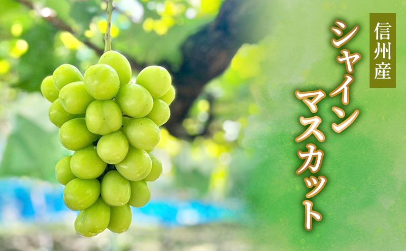 【ふるさと納税】ぶどう 信州産シャインマスカット 2025年発送 葡萄 ブドウ フルーツ 果物 シャイン マスカット デザート おやつ 信州 長野