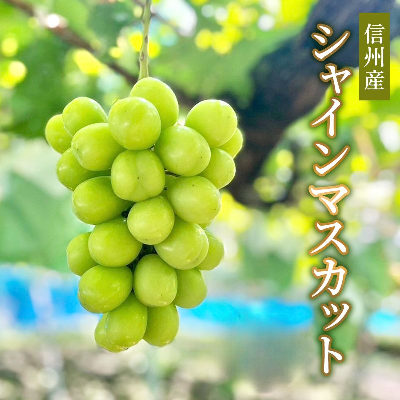 【ふるさと納税】ぶどう 信州産シャインマスカット 2025年発送 葡萄 ブドウ フルーツ 果物 シャイン マスカット デザート おやつ 信州 長野